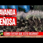 Cuál es la forma correcta de podar la lavanda leñosa