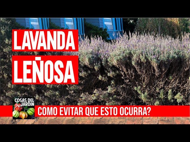 Cuál es la forma correcta de podar la lavanda leñosa