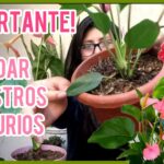 Cuál es la forma correcta de podar los anthuriums