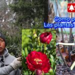 Cuál es la forma correcta de podar peonías