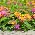 Cuál es la forma correcta de podar plantas de Lantana