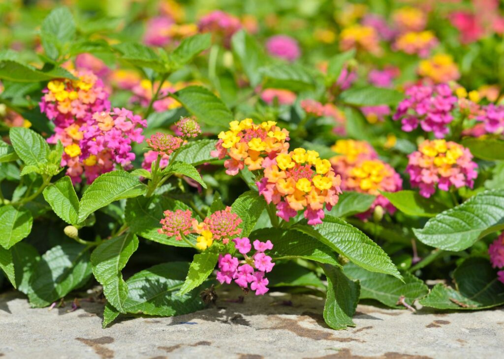 Cuál es la forma correcta de podar plantas de Lantana