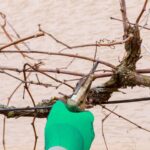 Cuál es la forma correcta de podar vides de moscatel