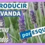 Cuál es la forma correcta de propagar la lavanda de manera efectiva