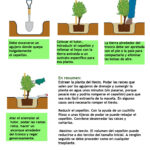Cuál es la forma correcta de trasplantar árboles adultos