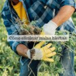 Cuál es la forma más efectiva de eliminar la hierba mono