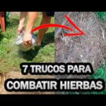 Cuál es la forma más efectiva de eliminar plantas de sedges