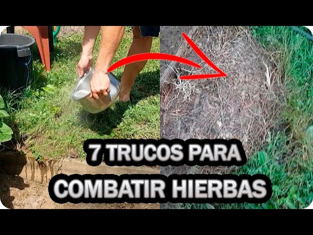 Cuál es la forma más efectiva de eliminar plantas de sedges