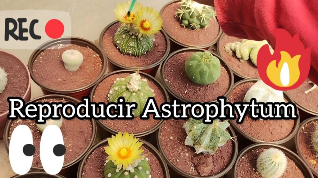 Cuál es la forma más efectiva de propagar asterias