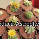 Cuál es la forma más efectiva de propagar asterias