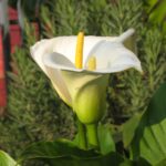 Cuál es la función de la espata y el espádice en las plantas