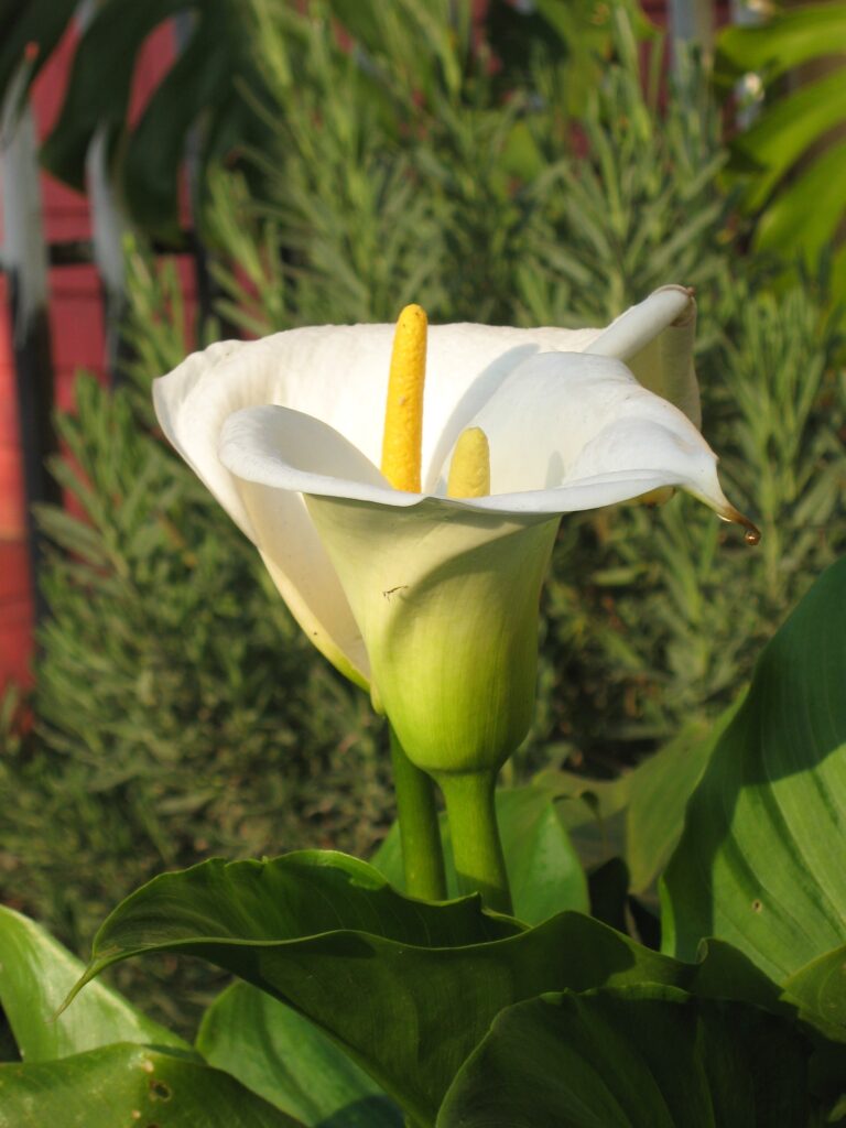 Cuál es la función de la espata y el espádice en las plantas