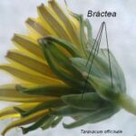 Cuál es la función de las brácteas en las plantas