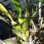 Cuál es la función de los pseudobulbos en las orquídeas