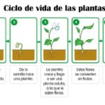 Cuál es la función y ciclo de vida de las semillas