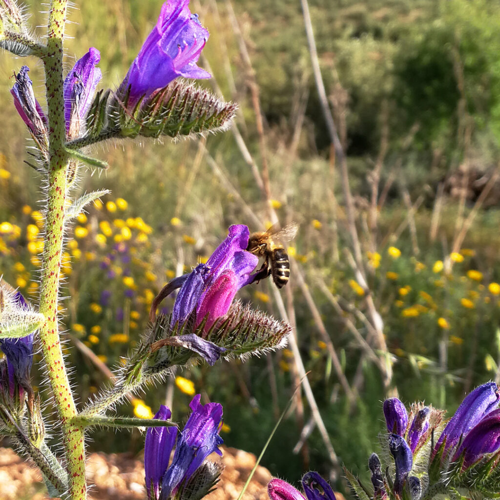 Cuál es la influencia de las flores en el sabor de la miel