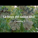 Cuál es la manera correcta de cosechar flores de saúco