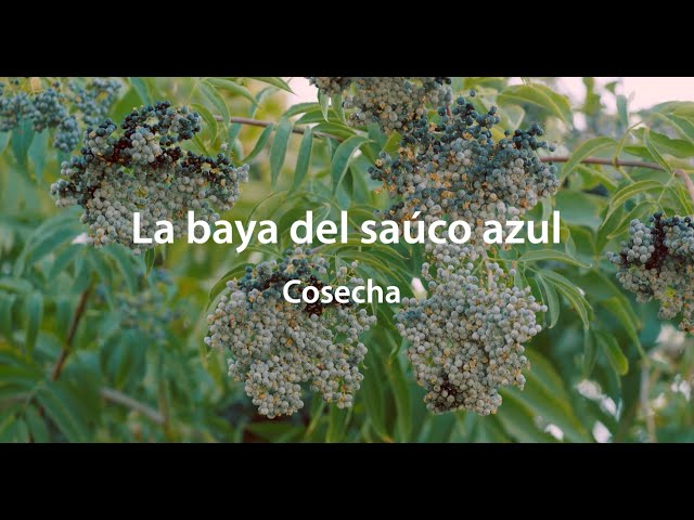 Cuál es la manera correcta de cosechar flores de saúco