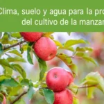 Cuál es la mejor época para plantar manzanos en la Zona 7