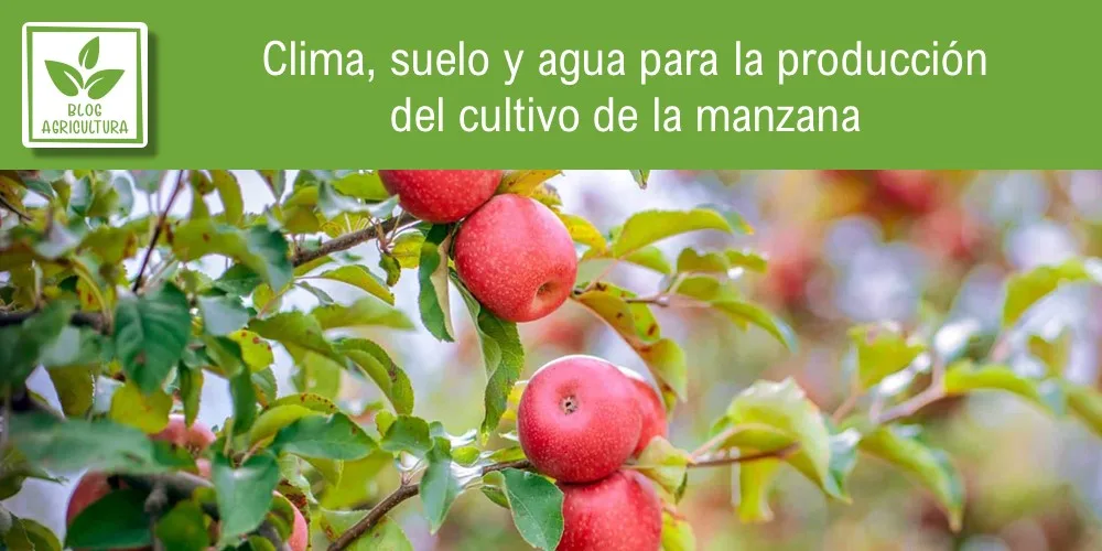 Cuál es la mejor época para plantar manzanos en la Zona 7