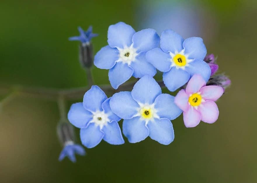 Cuál es la mejor época para plantar semillas de Nomeolvides