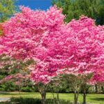 Cuál es la mejor época para podar un árbol de cornejo en flor
