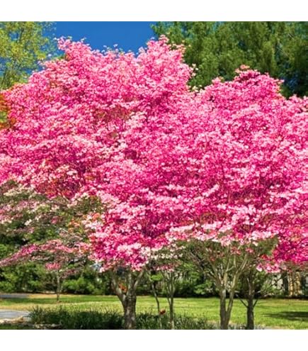Cuál es la mejor época para podar un árbol de cornejo en flor