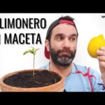 Cuál es la mejor época y método para trasplantar limoneros