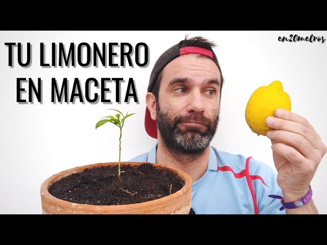 Cuál es la mejor época y método para trasplantar limoneros