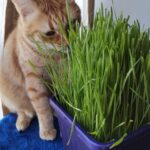 Cuál es la mejor forma de cosechar y cuándo se debe hacer la catnip
