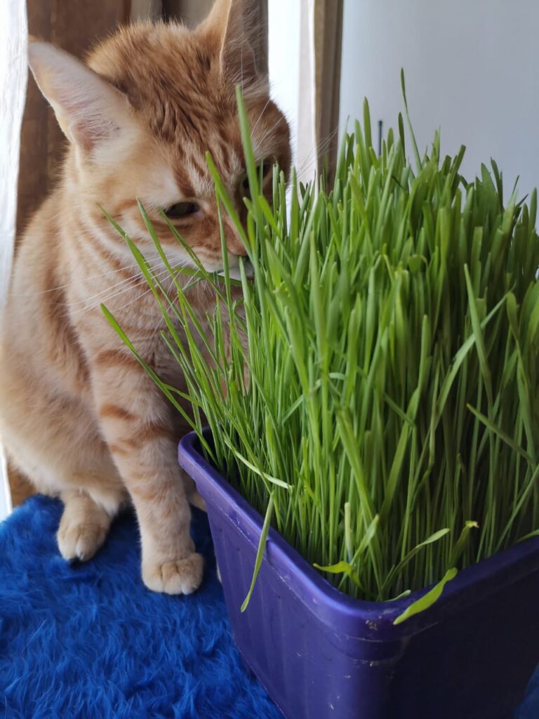 Cuál es la mejor forma de cosechar y cuándo se debe hacer la catnip