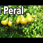 Cuál es la mejor forma de cuidar y espalderar un peral