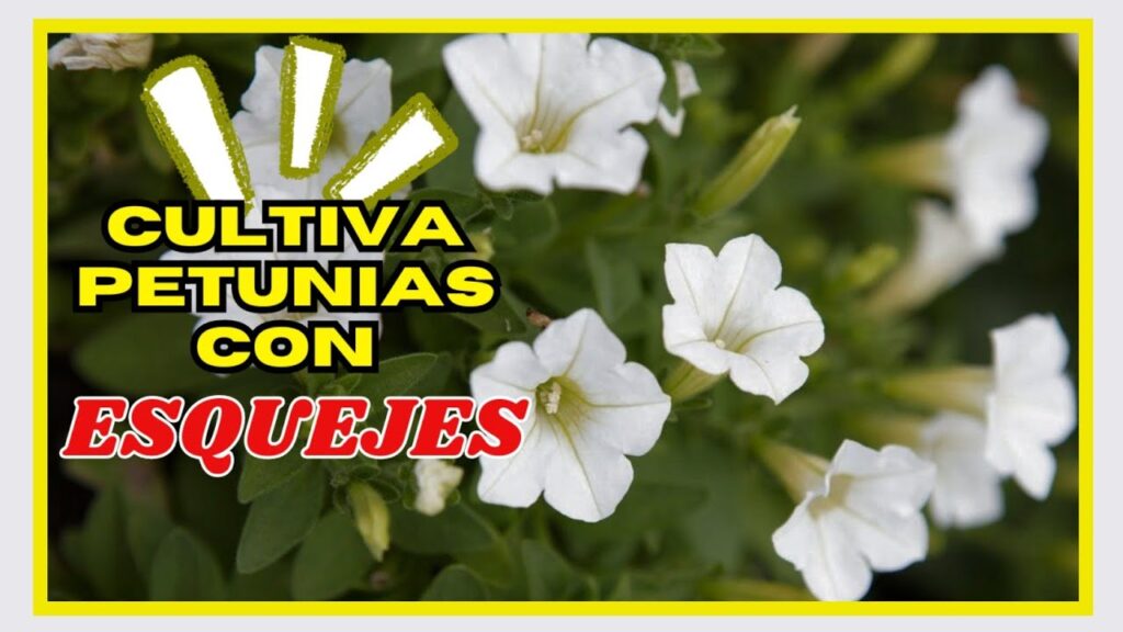 Cuál es la mejor forma de enraizar esquejes de petunias