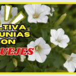 Cuál es la mejor forma de enraizar esquejes de petunias