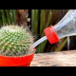 Cuál es la mejor forma de fertilizar cactus de forma adecuada