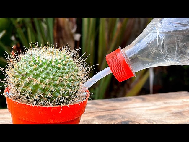 Cuál es la mejor forma de fertilizar cactus de forma adecuada
