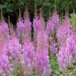 Cuál es la mejor forma de fertilizar la astilbe correctamente