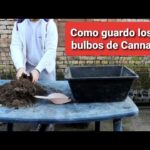 Cuál es la mejor forma de guardar bulbos de Canna