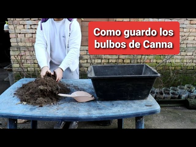 Cuál es la mejor forma de guardar bulbos de Canna