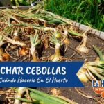 Cuál es la mejor forma de guardar semillas y cosechar cebollas