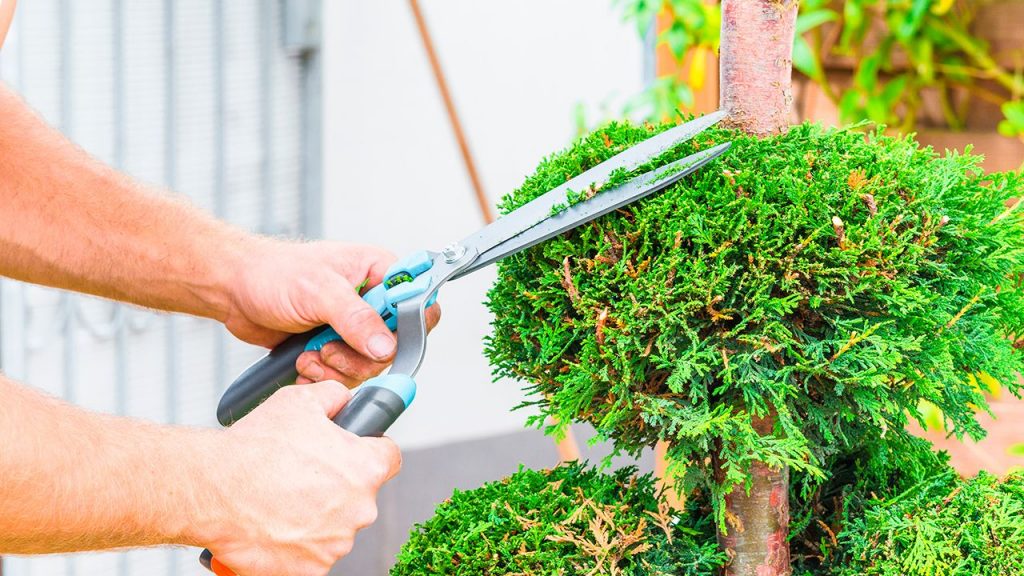 Cuál es la mejor forma de podar arbustos de gran tamaño