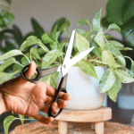 Cuál es la mejor forma de podar el Pothos de manera efectiva