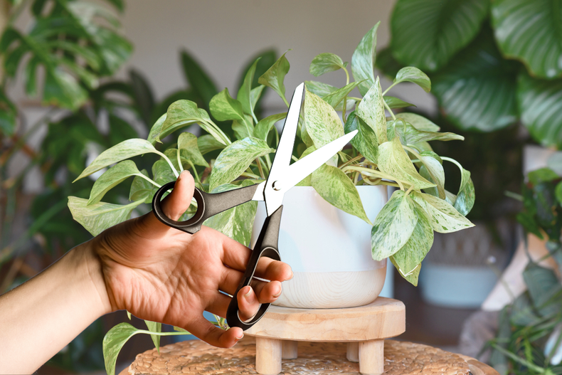 Cuál es la mejor forma de podar el Pothos de manera efectiva