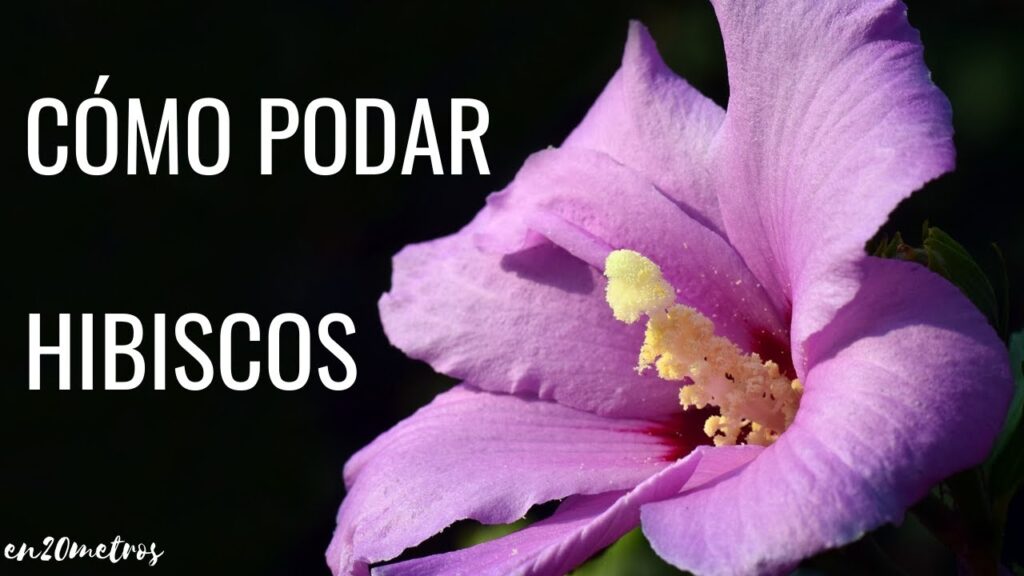 Cuál es la mejor forma de podar un hibisco en otoño