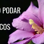 Cuál es la mejor forma de podar un hibisco en otoño