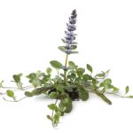 Cuál es la mejor forma de propagar Ajuga y trasplantar Bugleweed