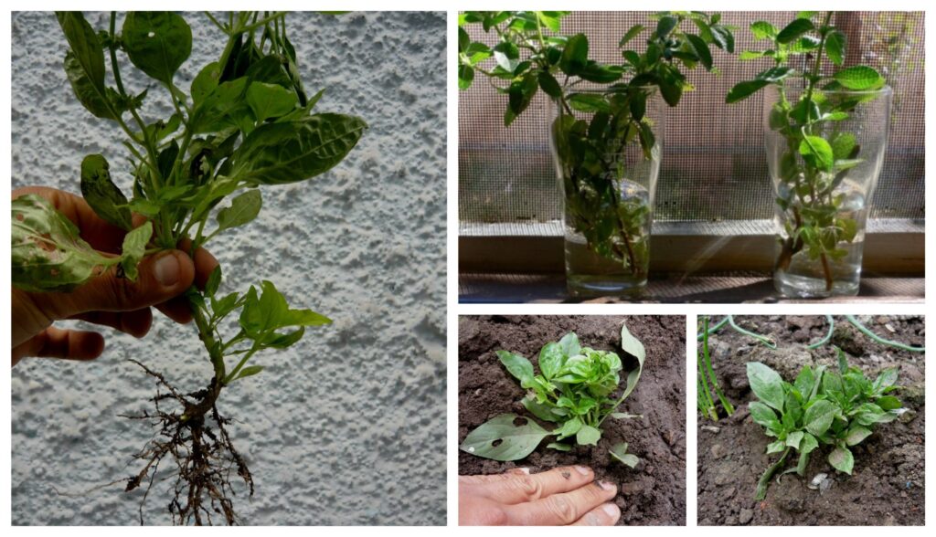 Cuál es la mejor forma de propagar la albahaca de manera efectiva