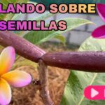 Cuál es la mejor forma de recolectar semillas de frangipani