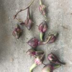 Cuál es la mejor forma de recolectar semillas de Moonflower
