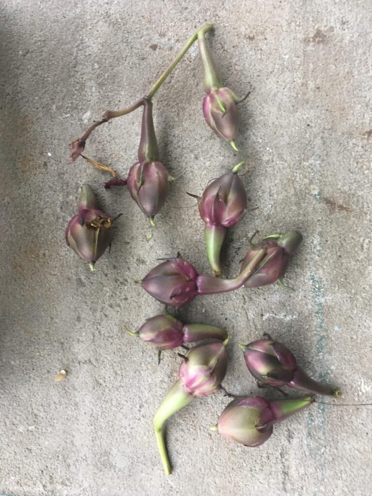 Cuál es la mejor forma de recolectar semillas de Moonflower